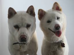 With erect ears, a thick tail and an athletic build, the korean jindo is a wolflike dog breed originating in south korea. The Jindo Dog Your Complete Guide To Korea S 53rd National Treasure
