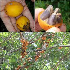 Image result for Chrysophyllum