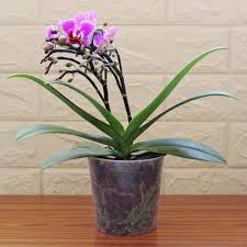 Rolling Nature Orchid Mini Phalaenopsis Birdie Pink Purple Exotic Rare  Flowering Plant for Home