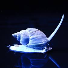 Many snails eat algae or plant material. Beginner Topic Best In Shell Snails For The Reef Aquarium Reef2reef Saltwater And Reef Aquarium Forum