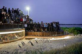 Fairy penguins, visiting the little penguin parade at phillip island. Kleine Gruppe Phillip Island Penguin Tour Von Melbourne 2021 Tiefpreisgarantie