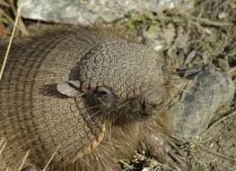 Species Profile Hairy Armadillo Armadillo Species Cheshire Cat Art