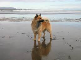 icelandic sheepdog dog breed description and characteristics