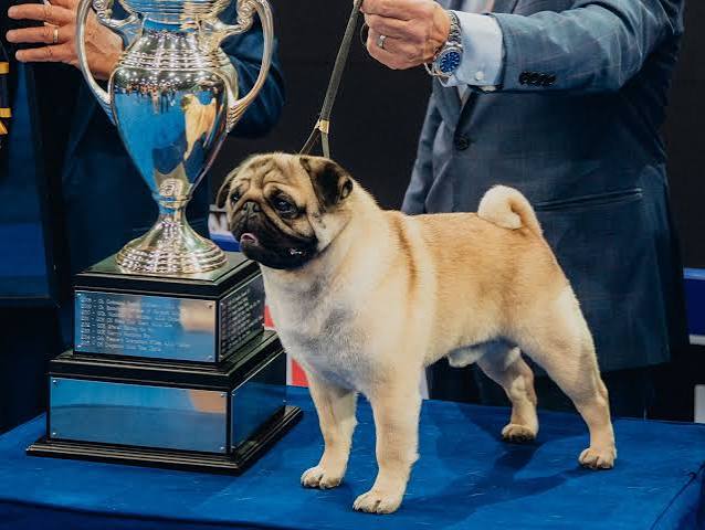 National Dog Show: Vito the pug wins "Best in Show"