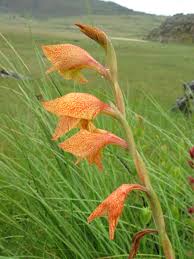 Image result for Gladiolus dalenii
