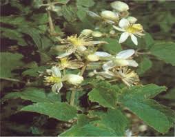 Image result for Clematis hirsuta