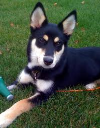 This Is What My Sadie Looks Like But She Has Longer Hair Like A Husky She Is Such A Cutie German Shepherd Husky Mix German Shepherd Husky Husky Mix