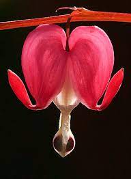 Five Failed Loves Haiku Style Bleeding Heart Bleeding Heart Flower Bloom