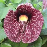 Image result for Aristolochia hockii