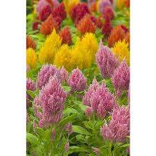 6 Pack Multicolor Celosia In Tray Lowes Com In 2021 Flower Seeds Celosia Flower Annual Flowers
