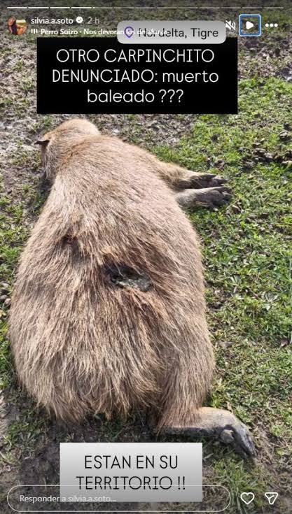 Video: un vecino de Nordelta le disparó a carpinchos, lo filmaron y fue denunciado por maltrato animal - Infobae