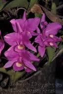 Image result for Gutenbergia rueppellii