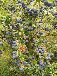 Image result for Berberis darwinii
