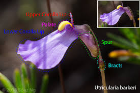 Image result for Utricularia tortilis