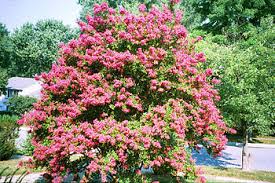 Lagerstroemia Wikipedia