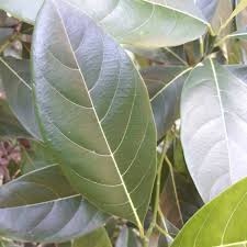 Pernah terfikirkankan oleh anda untuk membuat kreasi lukisan. Daun Nangka 500 Gram Merawat Dan Menghaluskan Kulit Shopee Indonesia