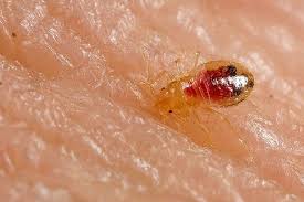 Bed Bugs All You Need To Know In 5 Photos