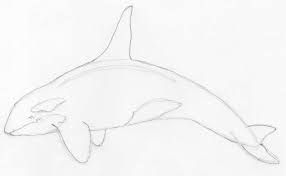 Start with a simple sketch. How To Draw Killer Whale Any Beginner Can Do This