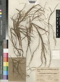 Image result for Poecilostachys oplismenoides