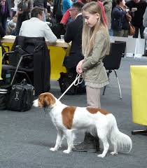 The baroness von hardenbroek von ammerstol saved the kooikerhondje from extinction in 1939. Ausstellungen Kooiker Vom Vohlinschloss Homepage Nederlandse Kooikerhondje Zucht Illertissen Bayern Muscheid