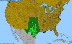 Image result for Eriochloa procera