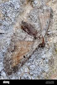 Image result for Eupithecia icterata