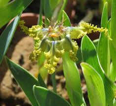 Image result for Ferraria