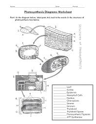 Photosynthesis Diagram Worksheet Photosynthesis Worksheet