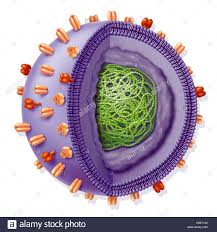 Due cerchi con un punto al centro. Virus Influenzale Disegno Foto Stock Alamy