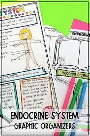 Endocrine System Activity In 2020 Endocrine System Endocrine System Activities Endocrine