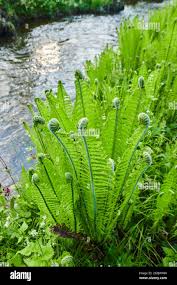 Image result for Dryopteris fadenii