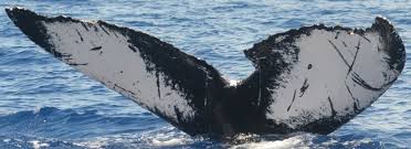 Taken off surfer's paradise, qld during the annual northerly migration. Humpback Whale Ventral Side Of Flukes With Scarring Demonstrating The Download Scientific Diagram