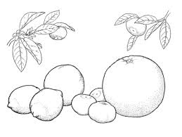 Oranges And Lemons Coloring Page From Citrus Fruits Category Select From 26307 Printable Crafts Of Coloring Pages Cartoon Coloring Pages Fruit Coloring Pages