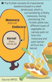 Crude palm oil futures (fcpo). My Palm Oil Council On Twitter Didyouknow The Oilpalm Produces Two Types Of Oils Crude Palm Oil Cpo From The Fibrous Mesocarp And Crude Palm Kernel Oil Cpko From The Kernels Lovemypalmoil