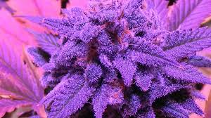 Images – Artacannabisclubs cannabis club