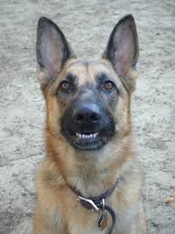 Pannus In Your German Shepherd
