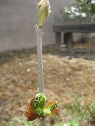 Check spelling or type a new query. Mulberry Tree Cutting Buds Opening Lovely Plantings