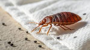 Image result for bed bugs