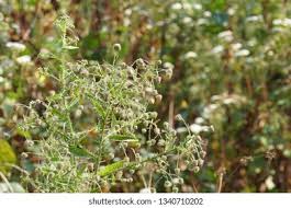 Image result for Laggera