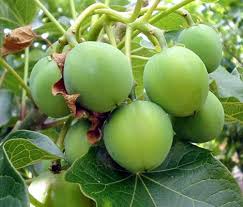 Image result for Jatropha curcas