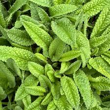Image result for Stachys