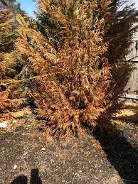 Aug 07, 2015 · and it's no wonder when you think about the dramatic decline leyland cypress have been undergoing. Dying Leyland Cypress 446811 Ask Extension