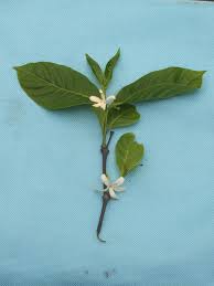 Image result for Holarrhena floribunda