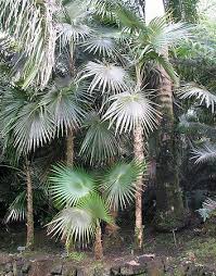 Image result for Coccothrinax