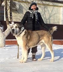 pin na doske central asian shepherd dogs cas alabai turkmenian wolfhound