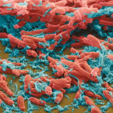 Image result for Mycobacteria