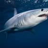 Its name is derived from the dark stripes down its body, which fade as the shark matures. Https Encrypted Tbn0 Gstatic Com Images Q Tbn And9gcqj7nyocx9frqnhvvdw7s6ocbsmqqumrxqlqilack Fm9ffevql Usqp Cau