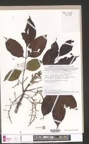 Image result for Lannea welwitschii