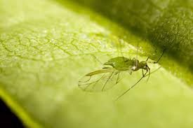 We did not find results for: How To Control And Eradicate Aphids Gardener S Path