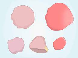 Red petaled flower illustration, best borders frames flower, creative floral border line drawing of plant. How To Draw A Rose Petal 6 Steps With Pictures Wikihow